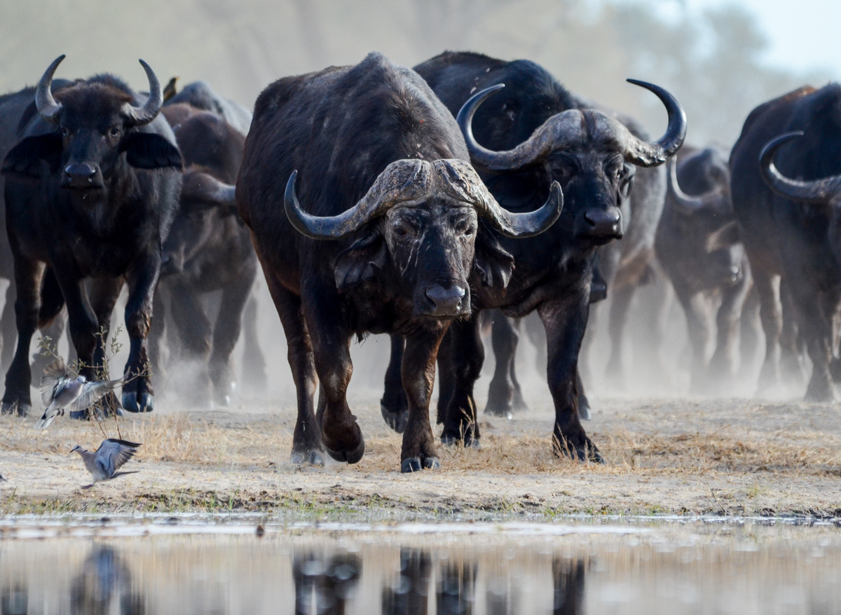 Buffalo herd drinking at Bomani Tented Camp