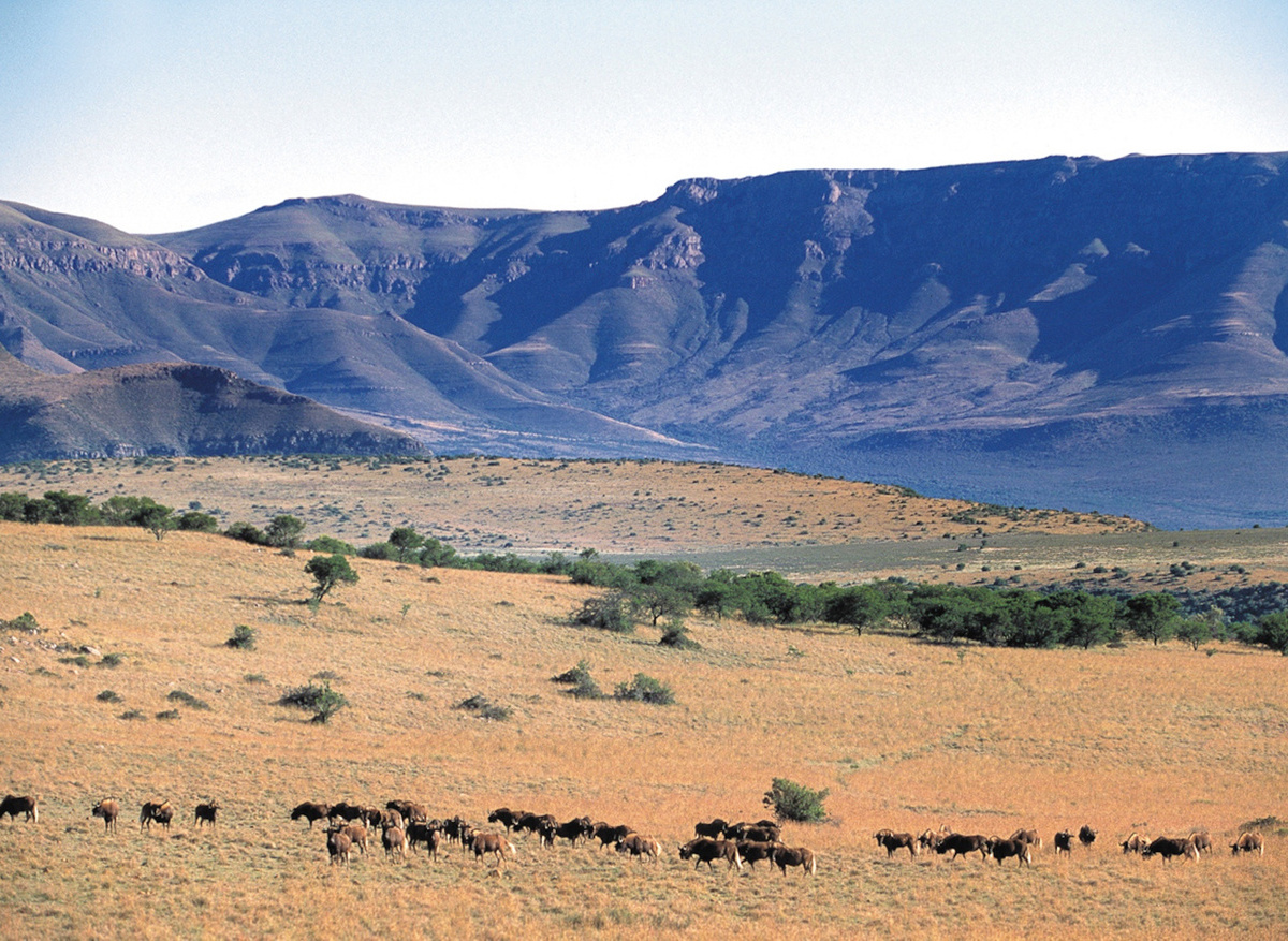 Black wildebeest on the Samara plains