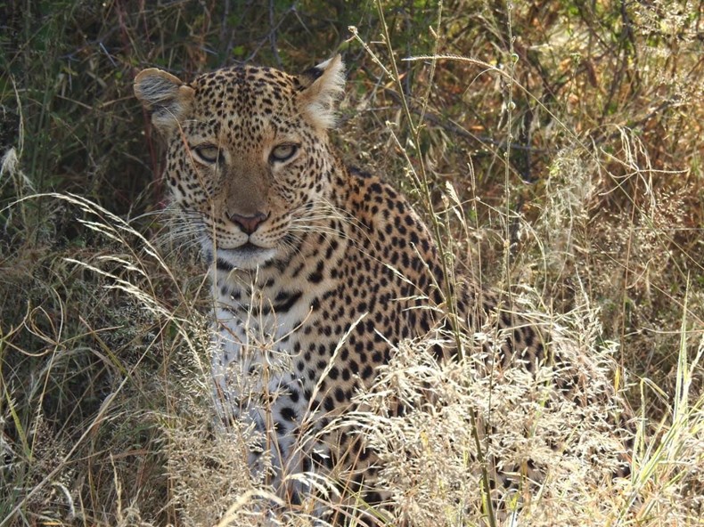 6F68-leopard.jpg