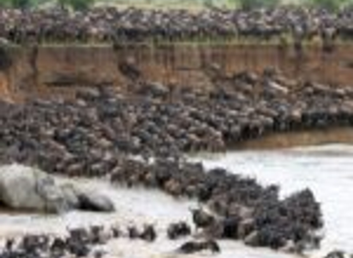 Mara river crossing with Bushtops.jpg