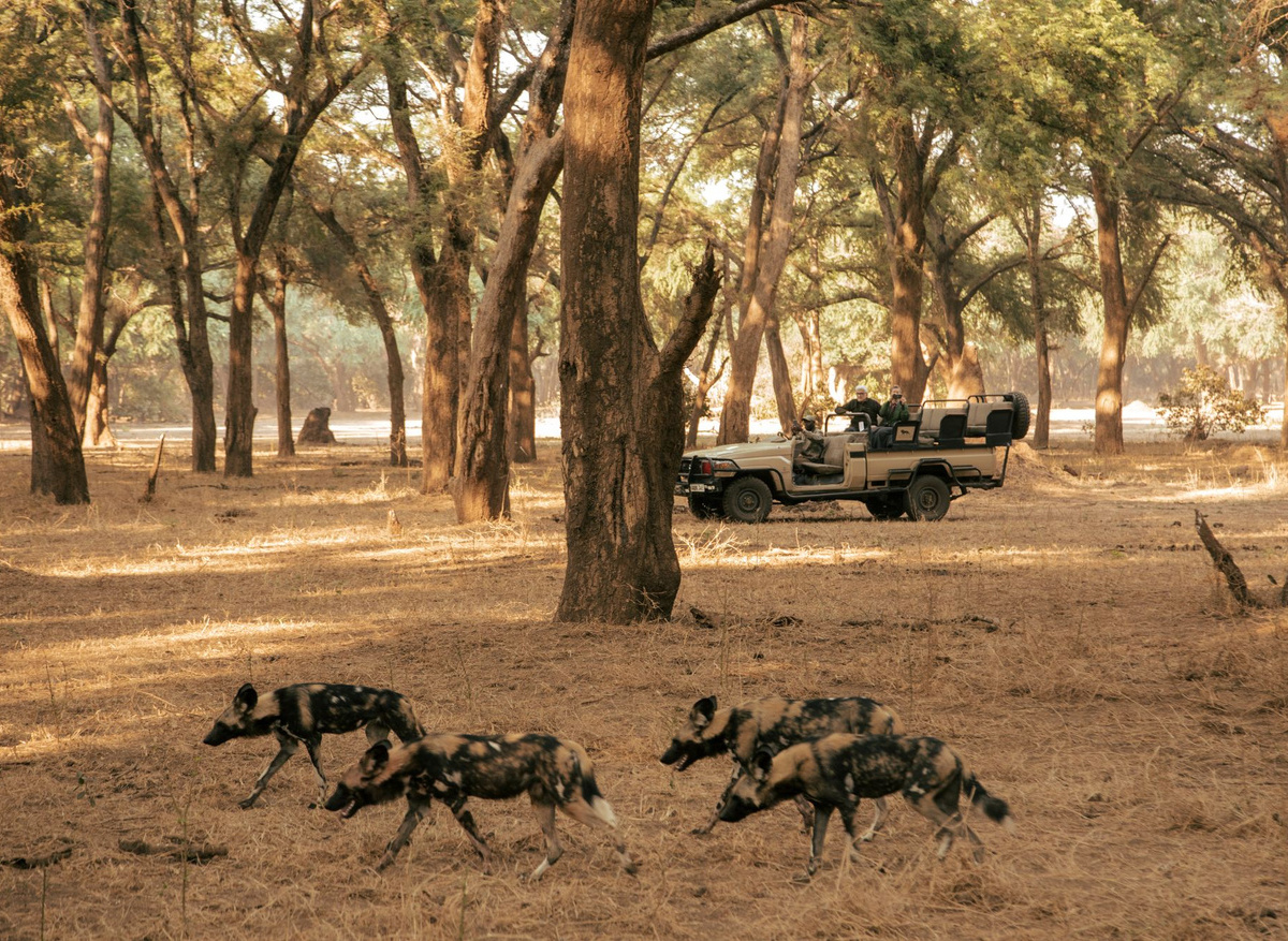 Game Drives, Lower Zambezi.jpg