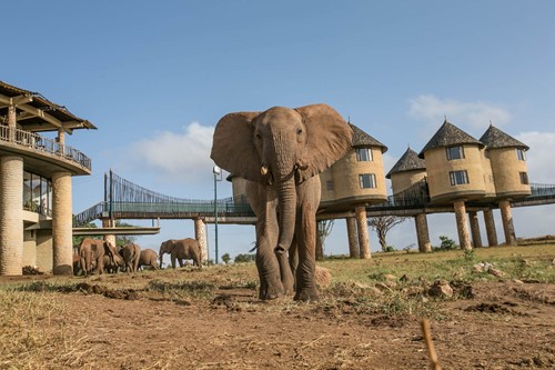 ARP Group news image - Salt Lick Safair Lodge.jpeg