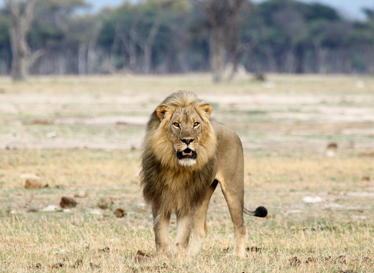Lion, Hwange National Park