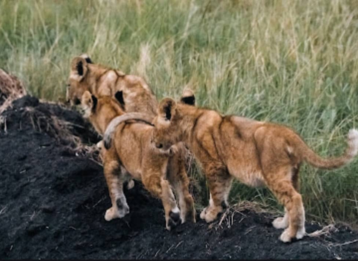LIONS 