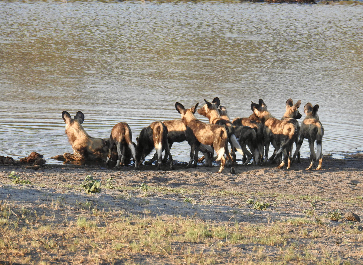 Wild Dogs in Hwange National Park, Zimbabwe