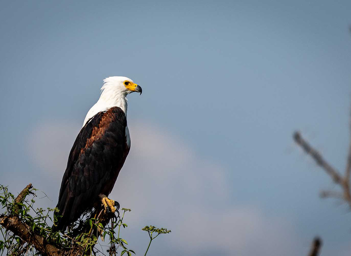African Fish Eagle