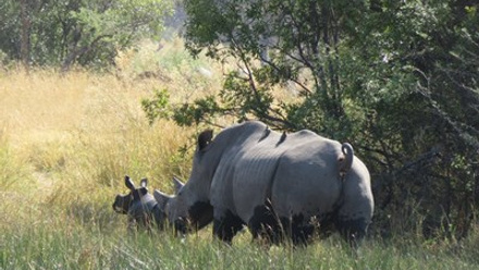 baby rhino 2 Botswana.jpg