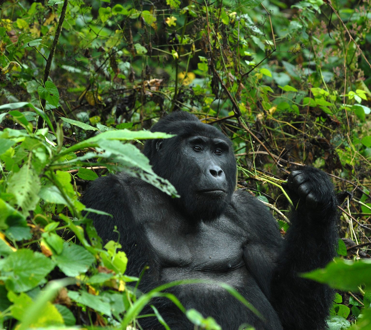 Nshongi-silverback-Gorilla_180x160cm-1536x1365.jpg