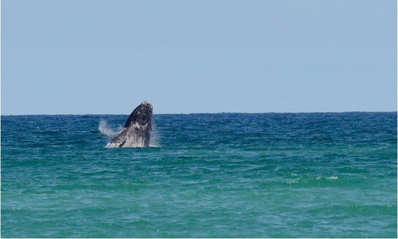 75C1-whale.jpg