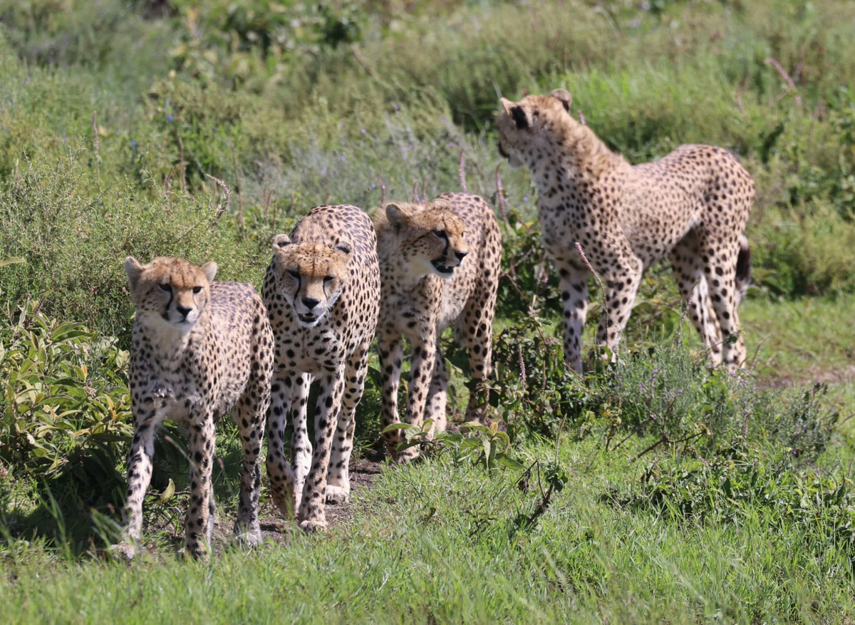 Cheetahs