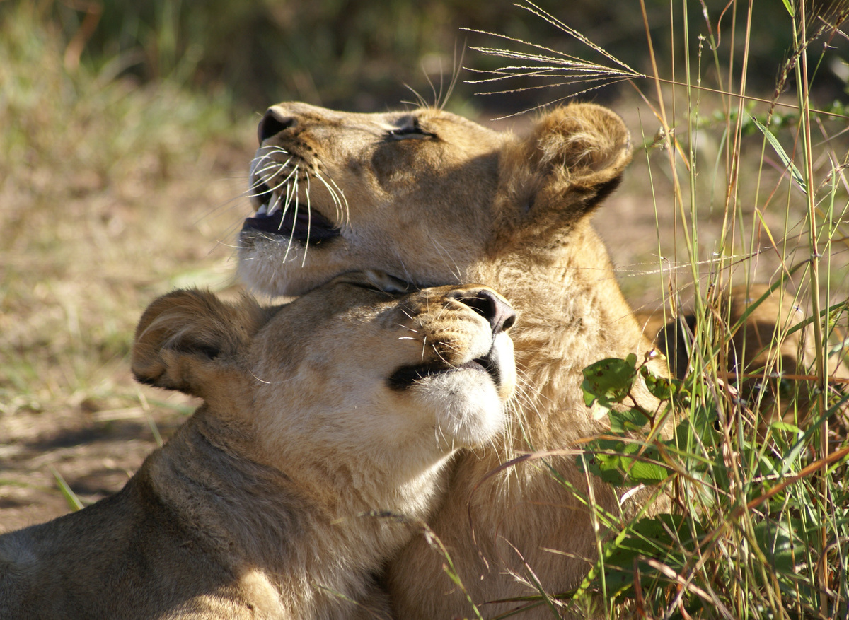 Lions