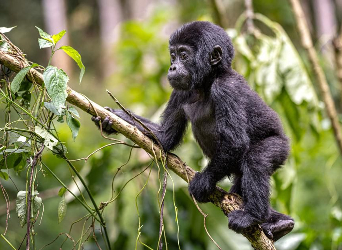 Gorilla Trekking Encounter.jpeg
