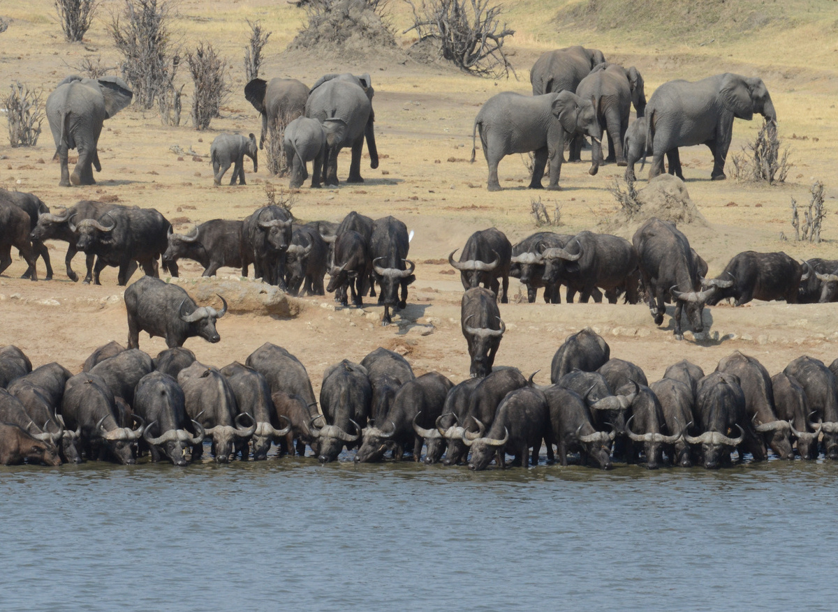 CampHwange_game_viewing_10