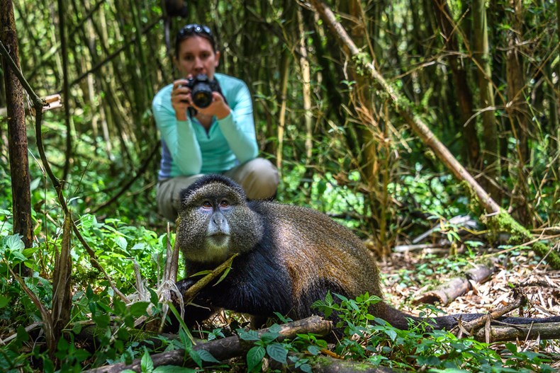 Golden Monkey Trek_Bisate_Rwanda.jpg
