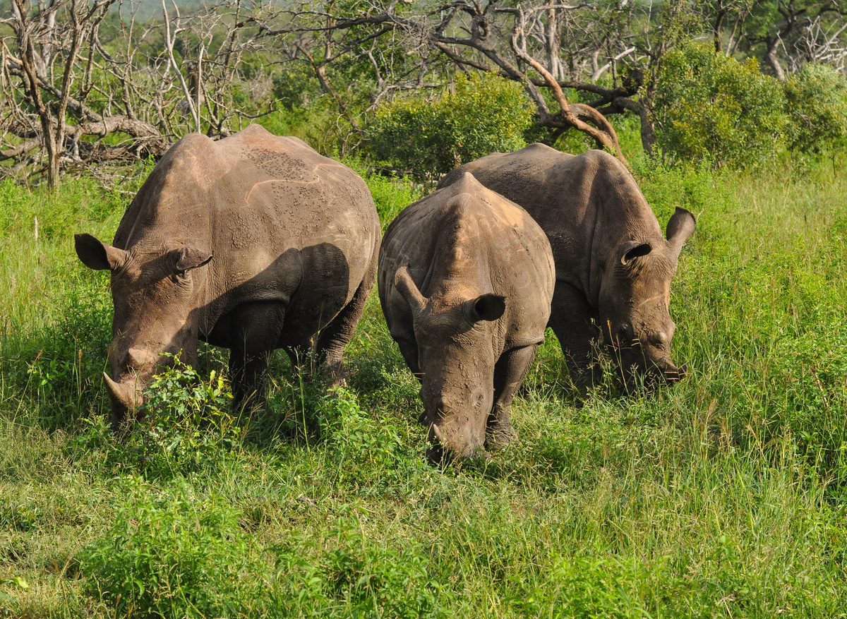 Wildlife SWZ Rhino 2 (STA).jpg