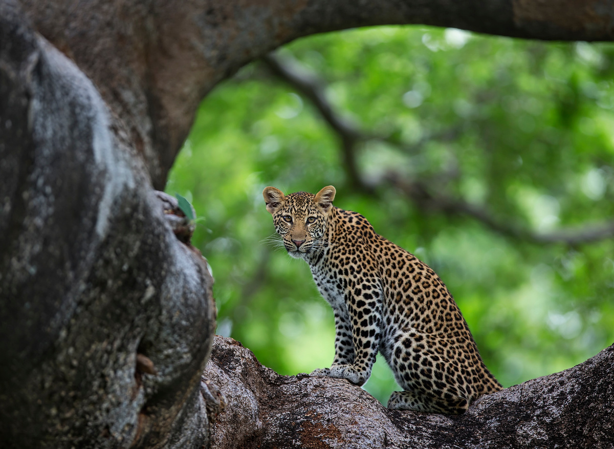 Leopard Cub in tree