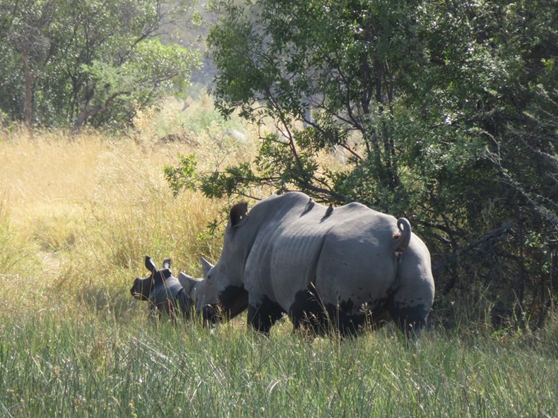 7716-baby-rhino-2-botswana.jpg