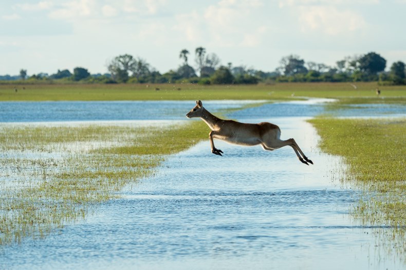 777F-wilderness-safaris_okavango-delta.jpg