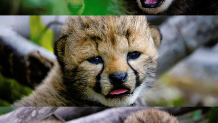 Grid+pic+of+cheetah+cubs.jpg