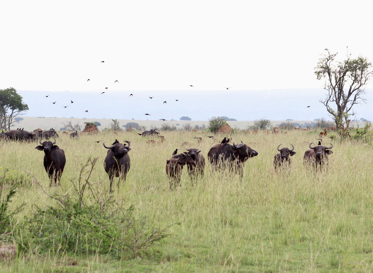 Murchinsons Falls National Park