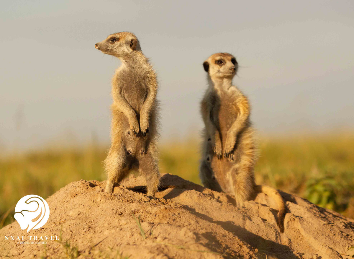 Meerkats