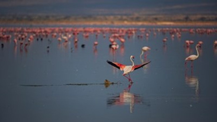 11b Flamingo Landing.JPG