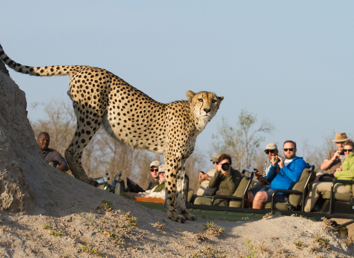 Savanna Safaris Cheetah