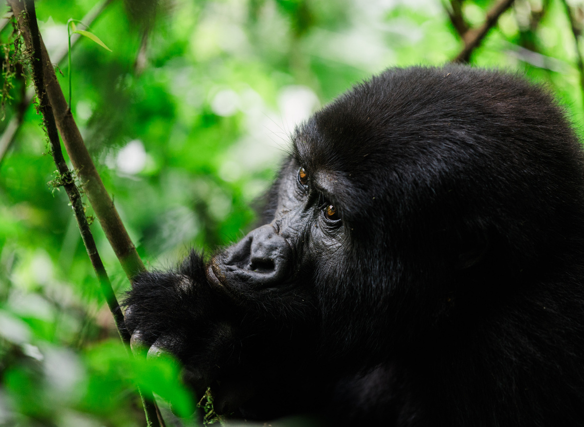 Gorilla Trekking.jpg