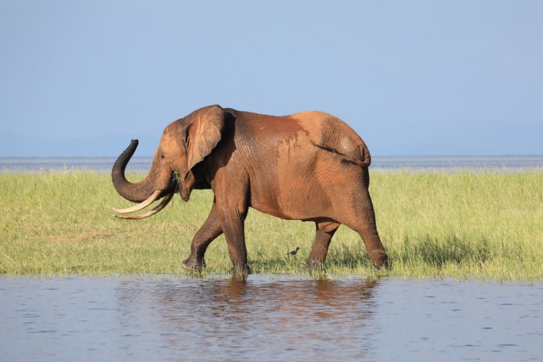 7973-elephant-3798686_1920.jpg