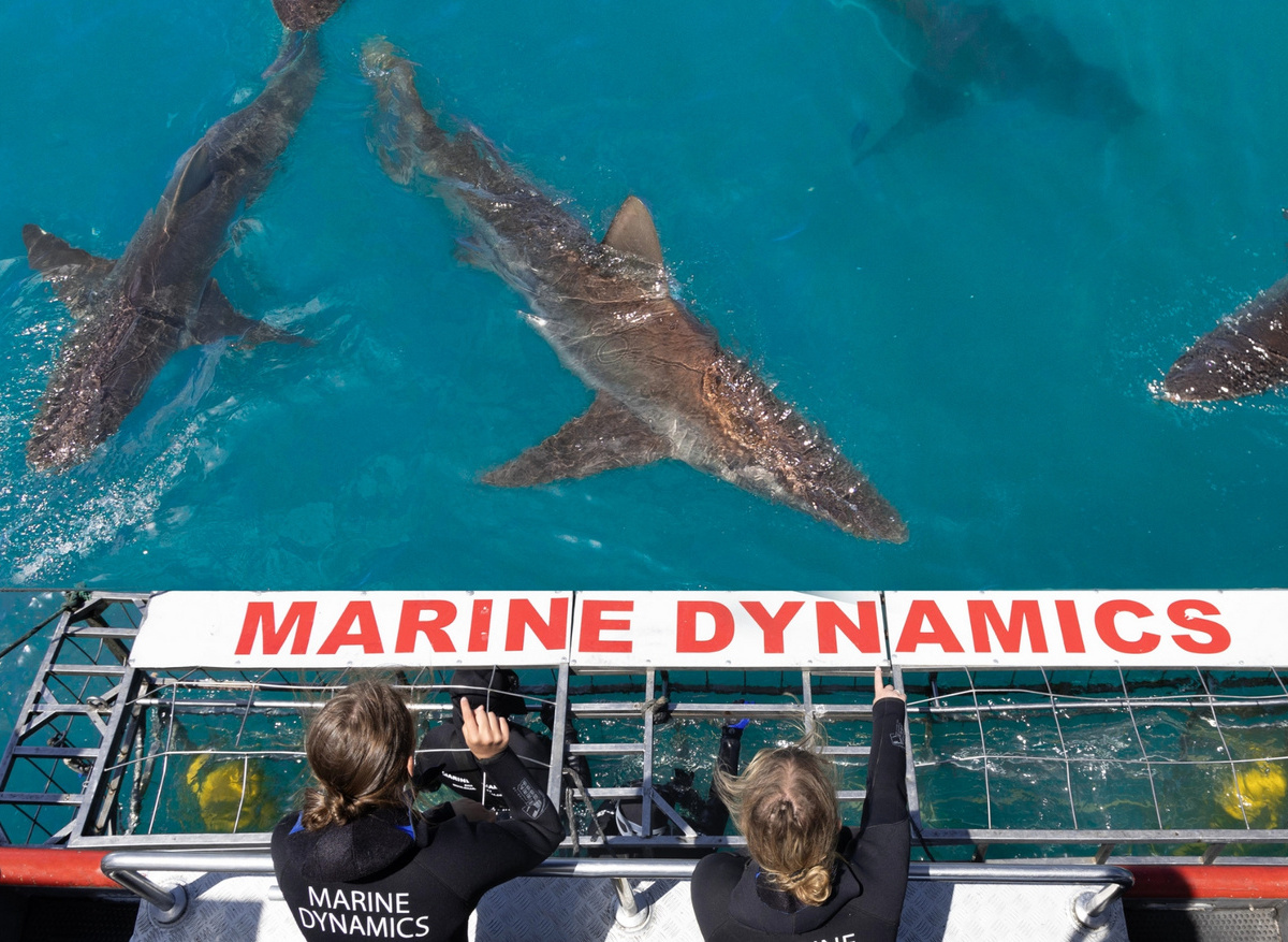Bronze Whaler Sharks Above and Below