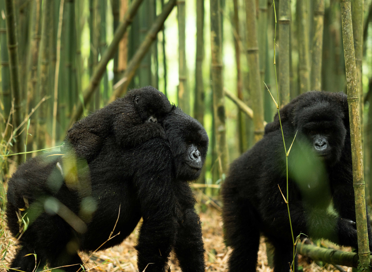 Singita Gorilla Trekking
