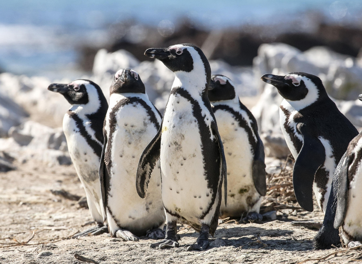 Endangered African Penguins