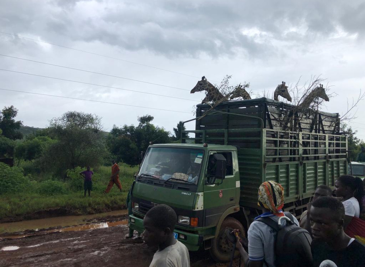 Giraffe relocation in Murchison falls National Park.jpg