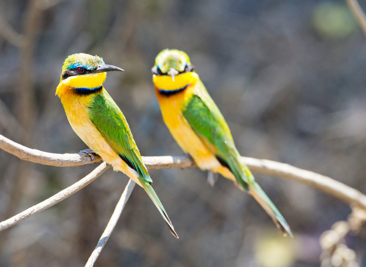 Serengeti - bee eaters