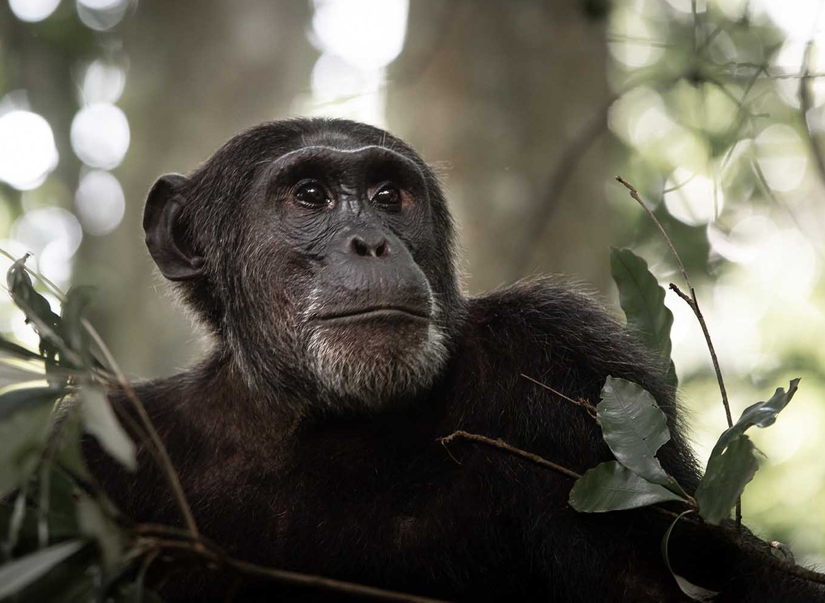 Adult Chimpanzee in Kibale Forest