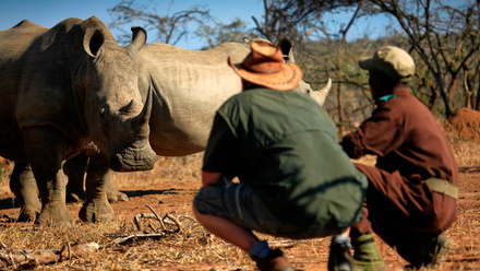 wildlife-swz-rhino-5-bgp.jpg 1