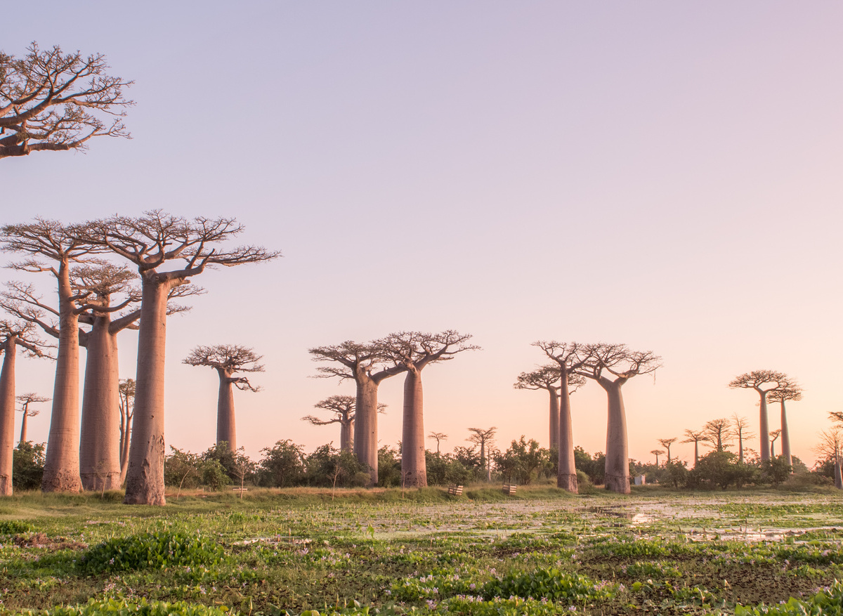 Alley of Baobabs