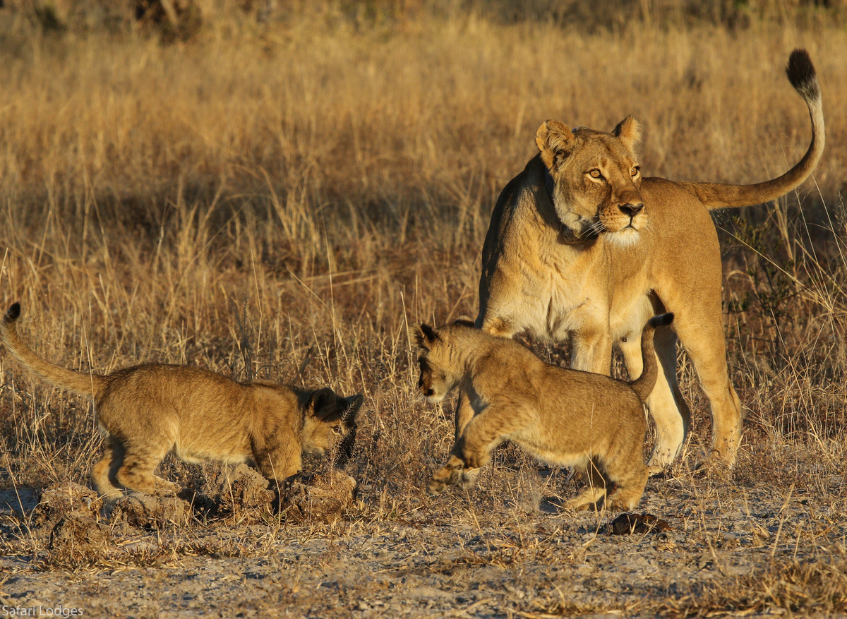 Tegwane and two of her cubs - Bomani Concession