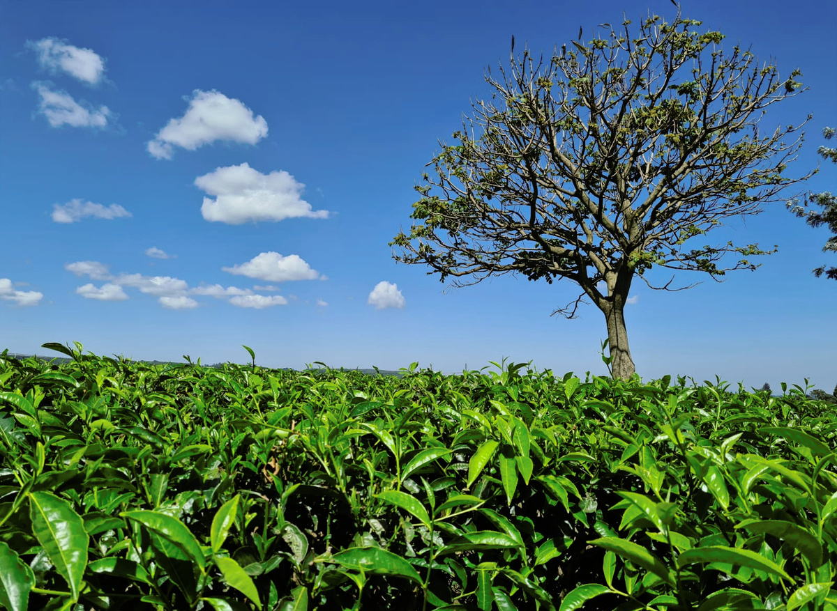 Tea fields in Kericho
