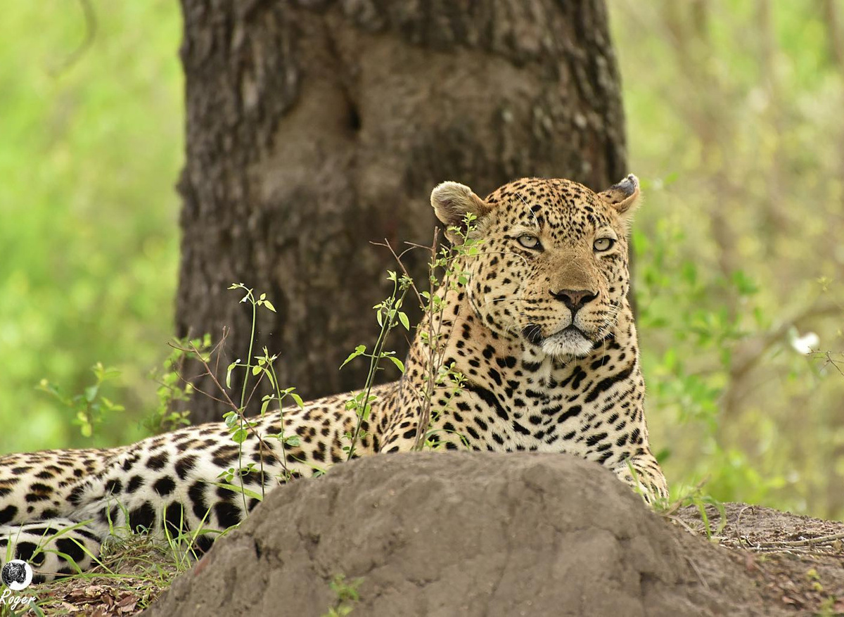 See spots on safari 🐾