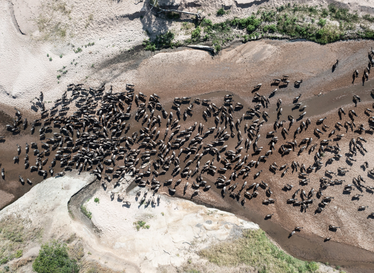 Wildebeest Migration at Sala's Camp