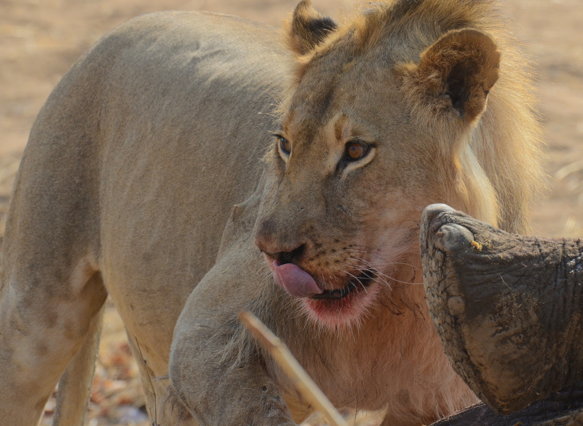 CampHwange_game_viewing_14