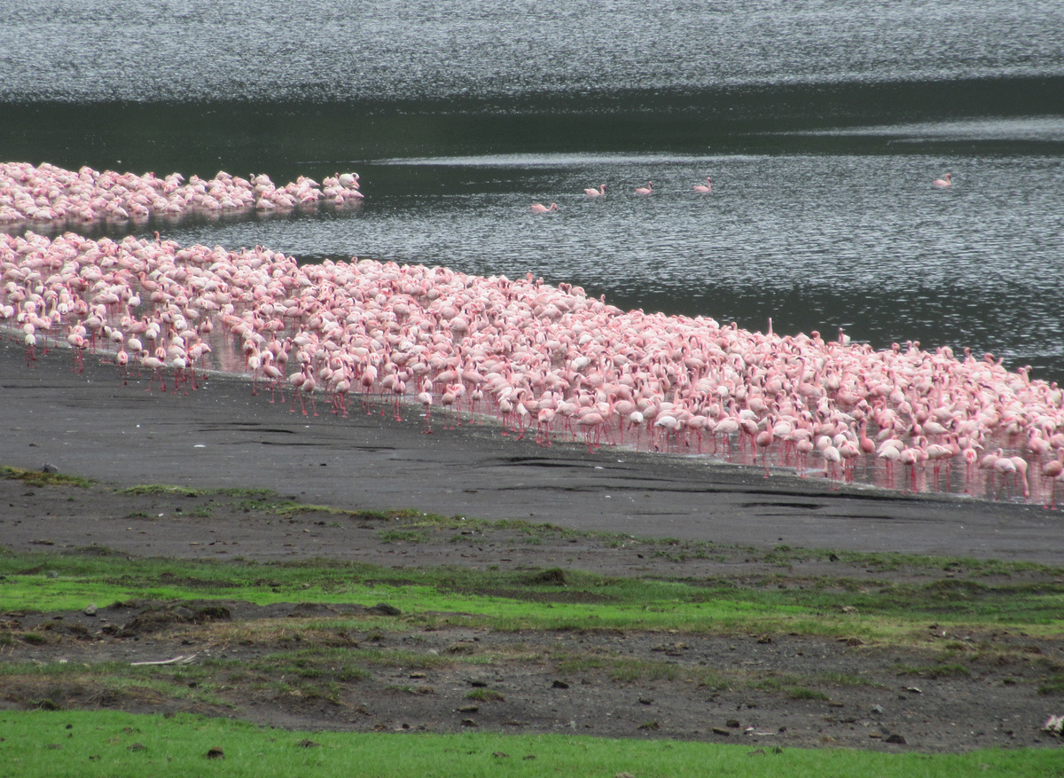 Flamingos Empakaai