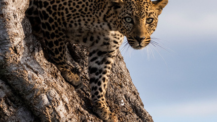 mystery+leopard.jpg