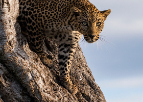mystery+leopard.jpg