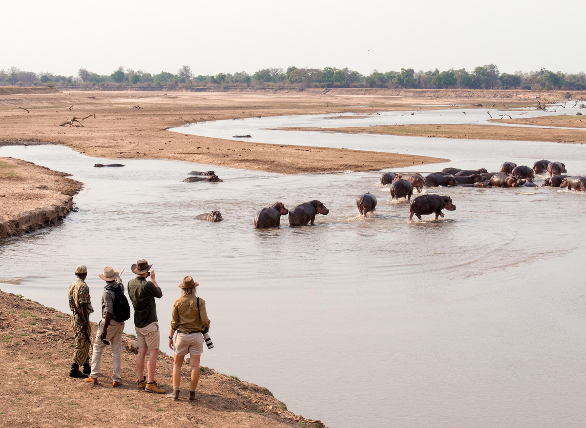 Shenton Safaris Walking Safari