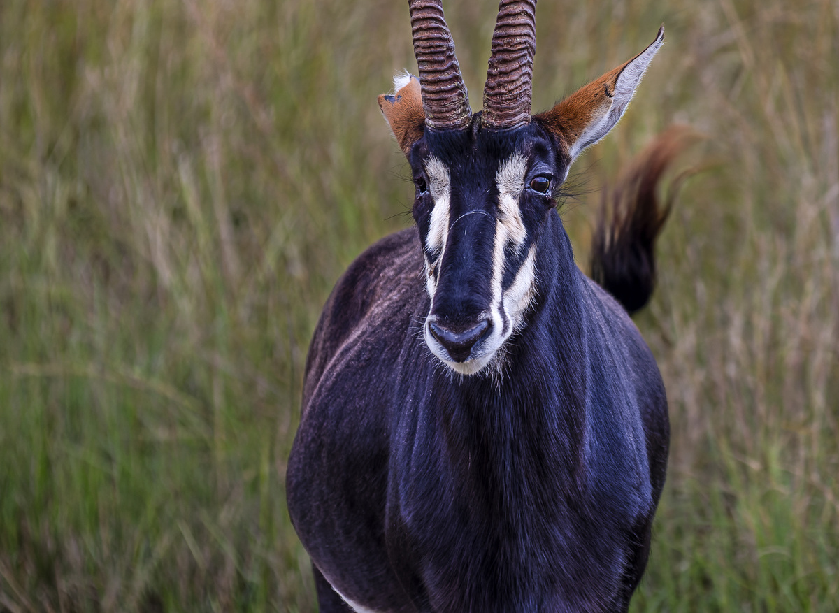 The Warrior of the Wild: One-Eyed Sable Bull ⚔️🦌