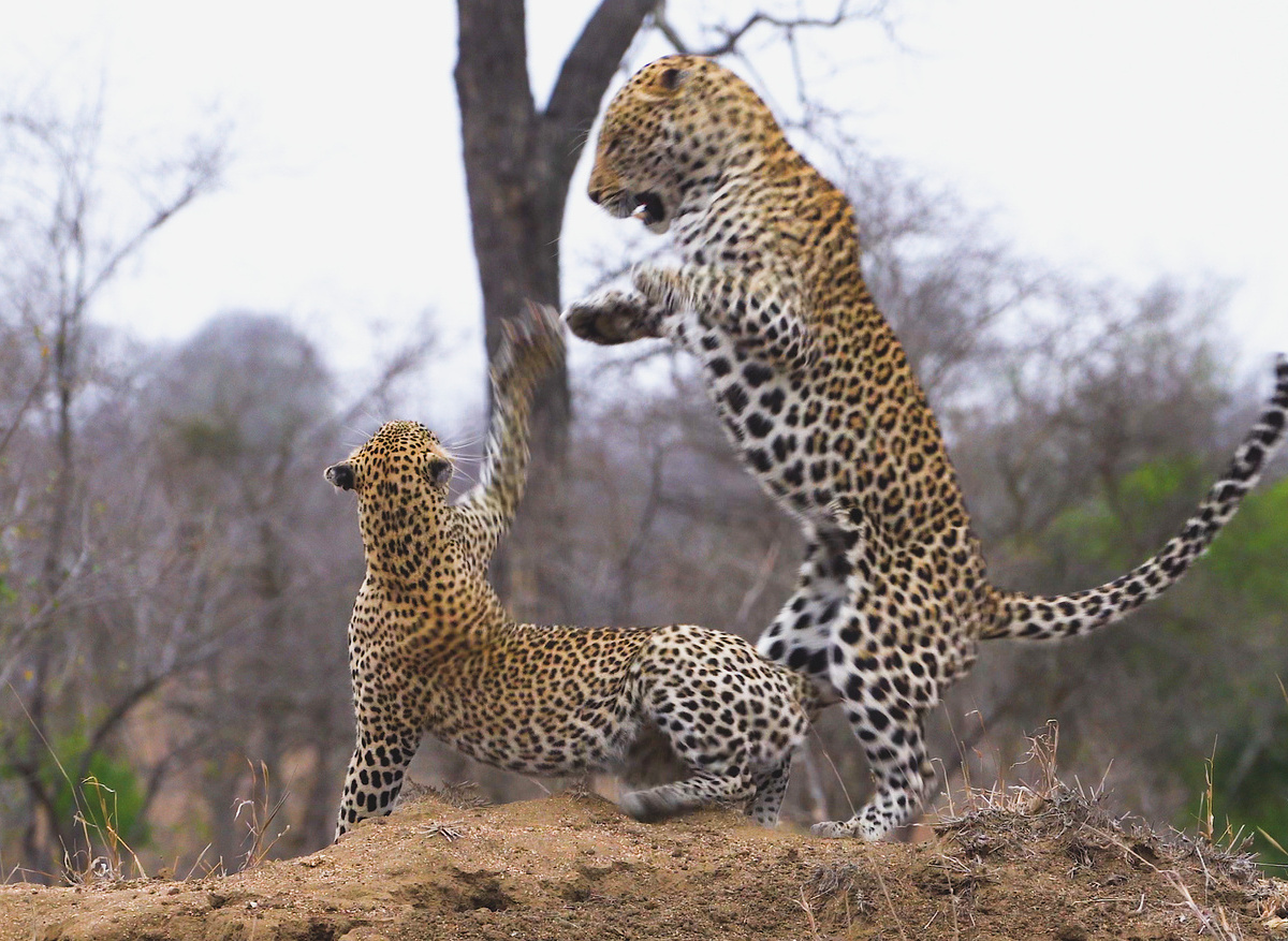 Mating couple of leopards