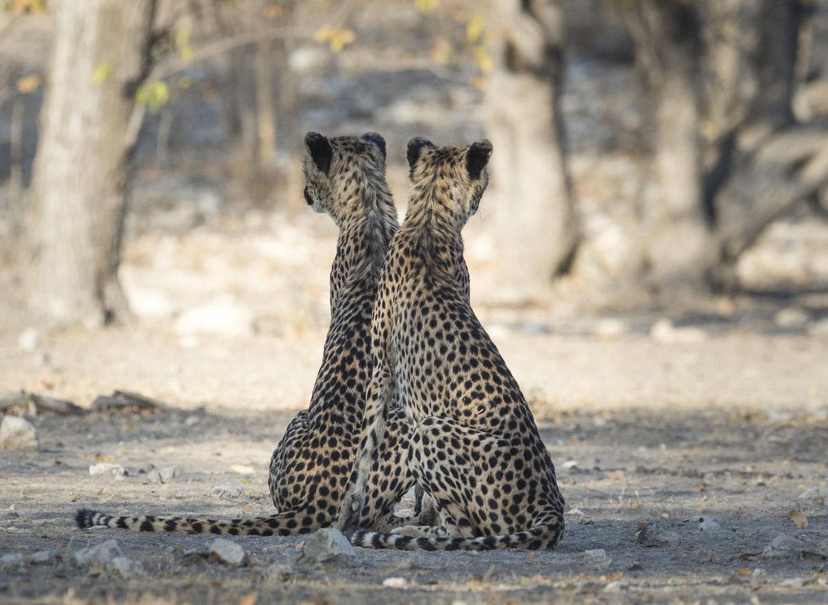 Ongava Game Reserve _2.jpg