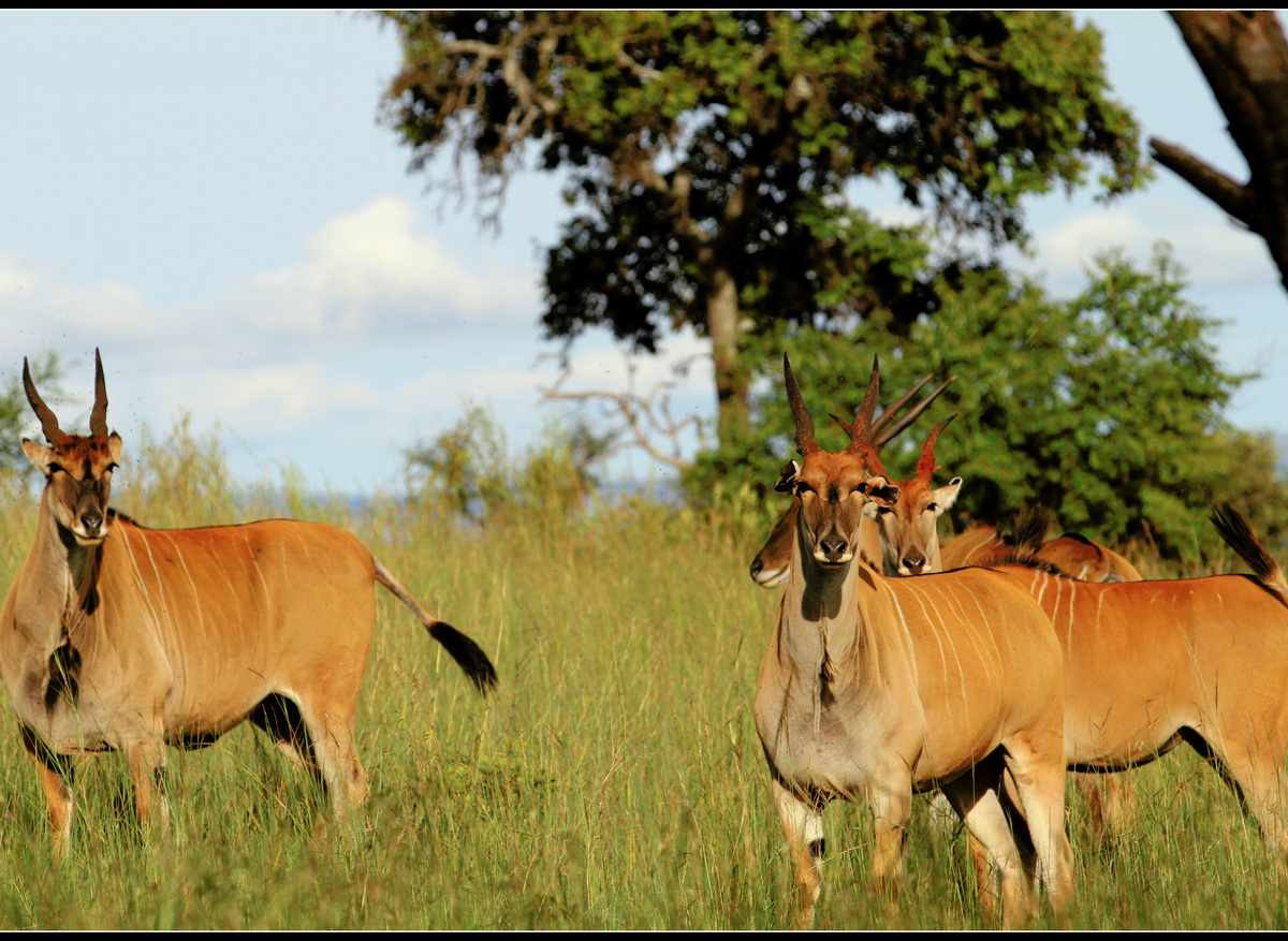 Cape Elands in Akagera Nationa Park.jpg